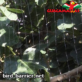 trees using bird net 