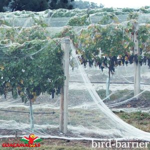 trees in cropfield using bird protection