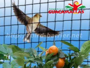 peaches crops protected by bird berrier net